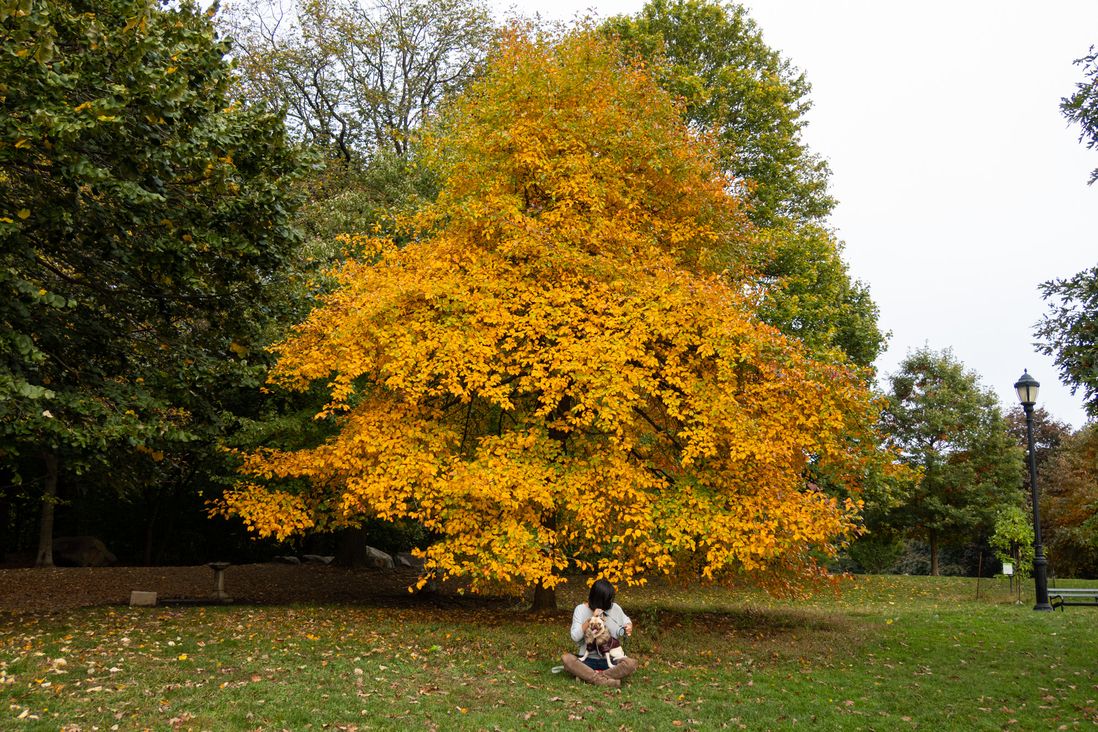 Fall foliage in Prospect Park
